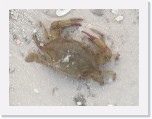 Siesta Key crab * 600 x 450 * (98KB)